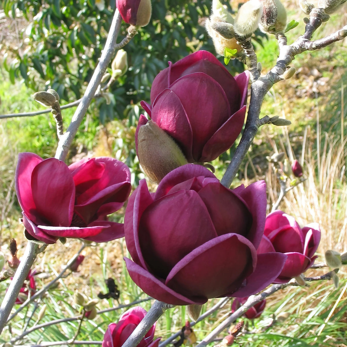 2G Magnolia Genie Live Deciduous Tree with Full Sun in Grower Container - 1 Piece