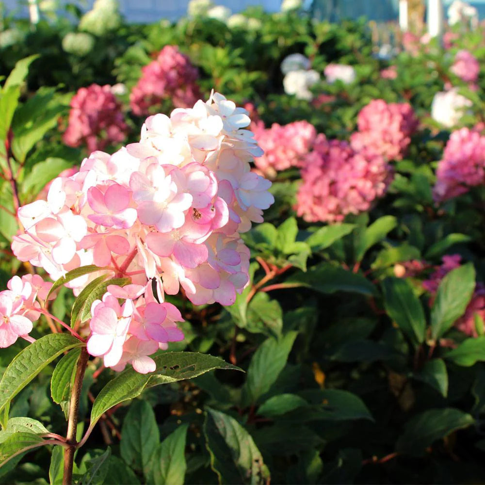 Vanilla Strawberry Hydrangea Tree O5395