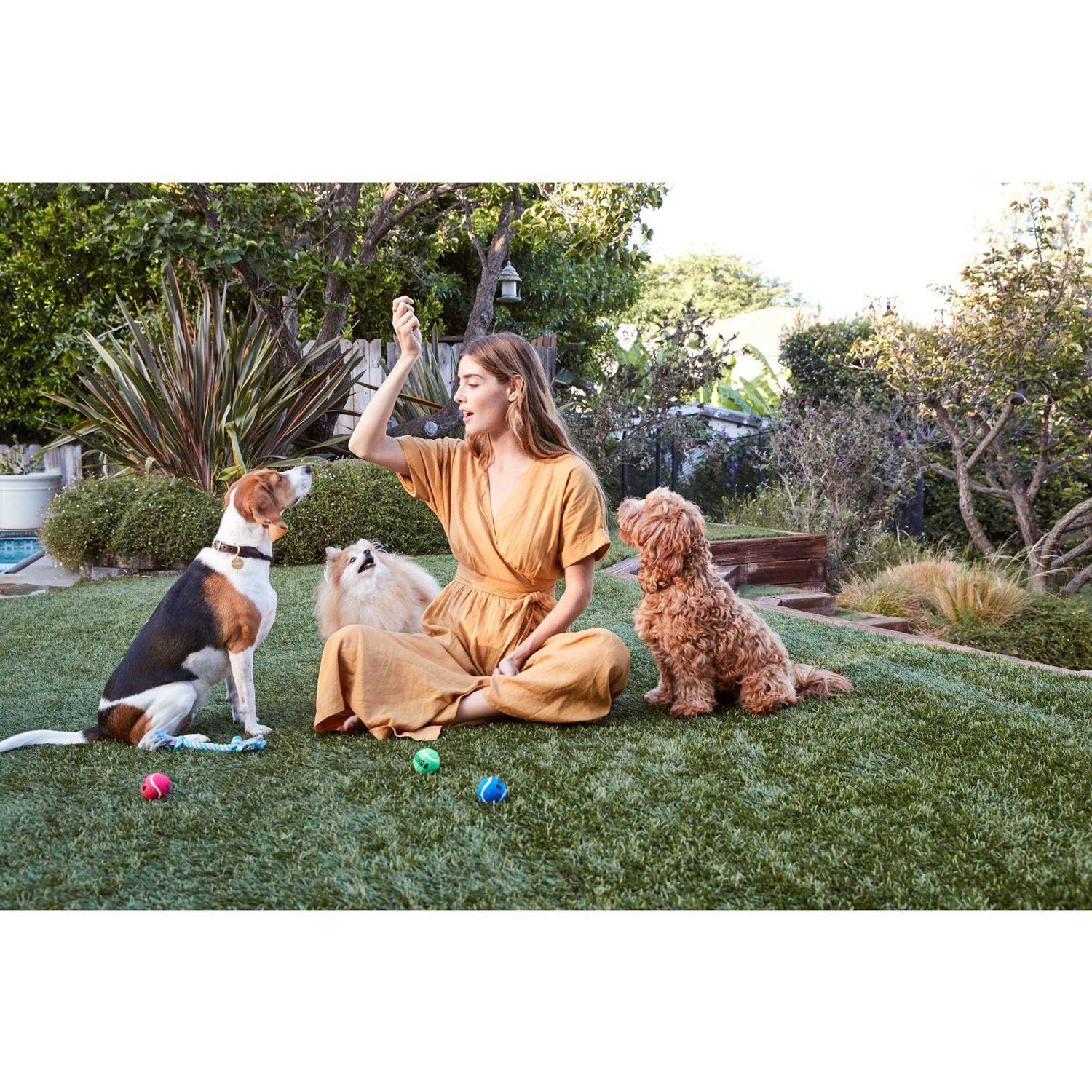 Savory Chicken Recipe Dog Treats Sticks Y586763
