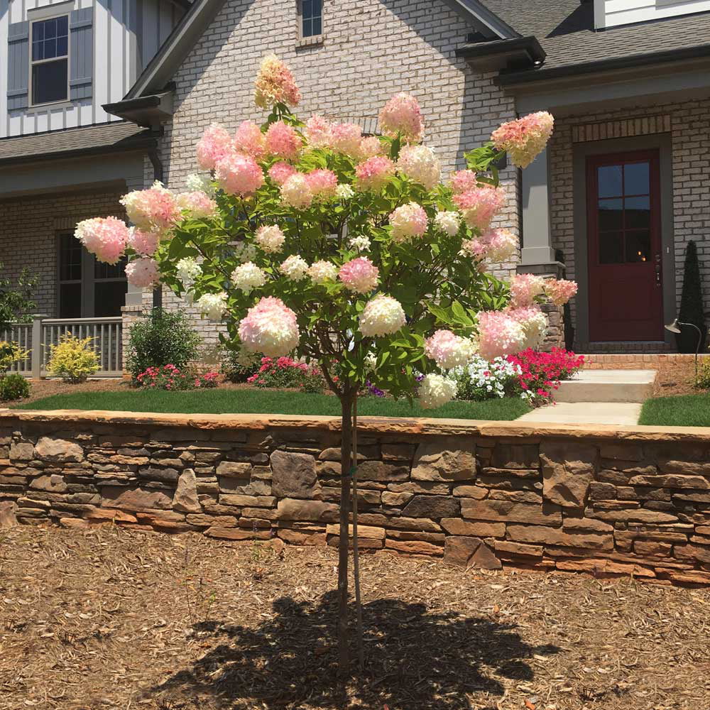 Vanilla Strawberry Hydrangea Tree O5395