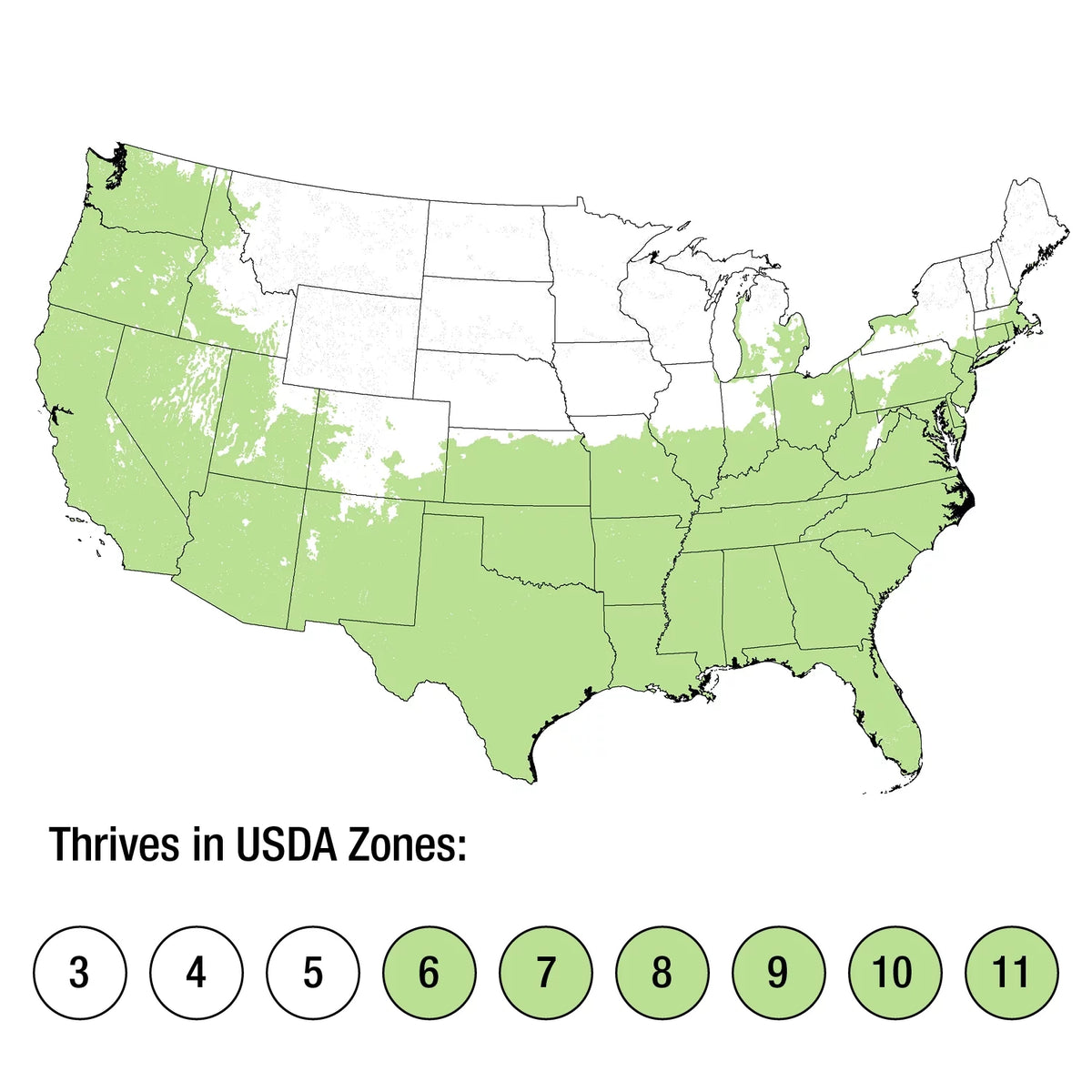 Dwarf Mondo Grass Live Outdoor Plant, 54 Pack, Evergreen Groundcover S686906