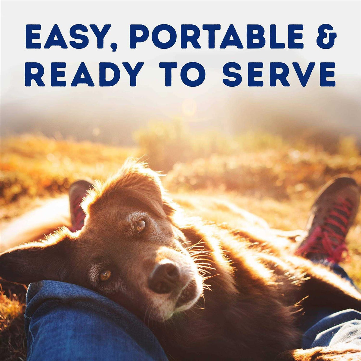 Tender Beef & Potato Recipe Wet Dog Food K745