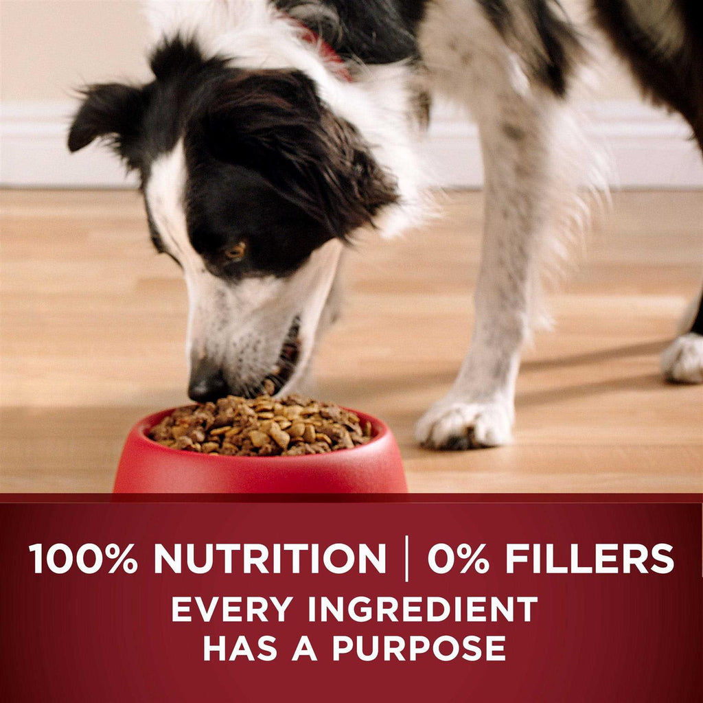 Dry Dog Food E41880