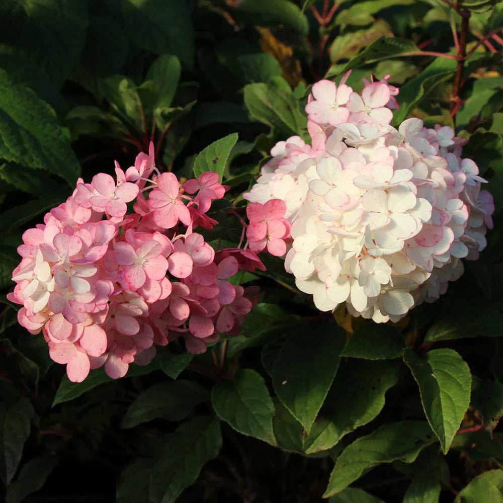 Vanilla Strawberry Hydrangea Tree C922