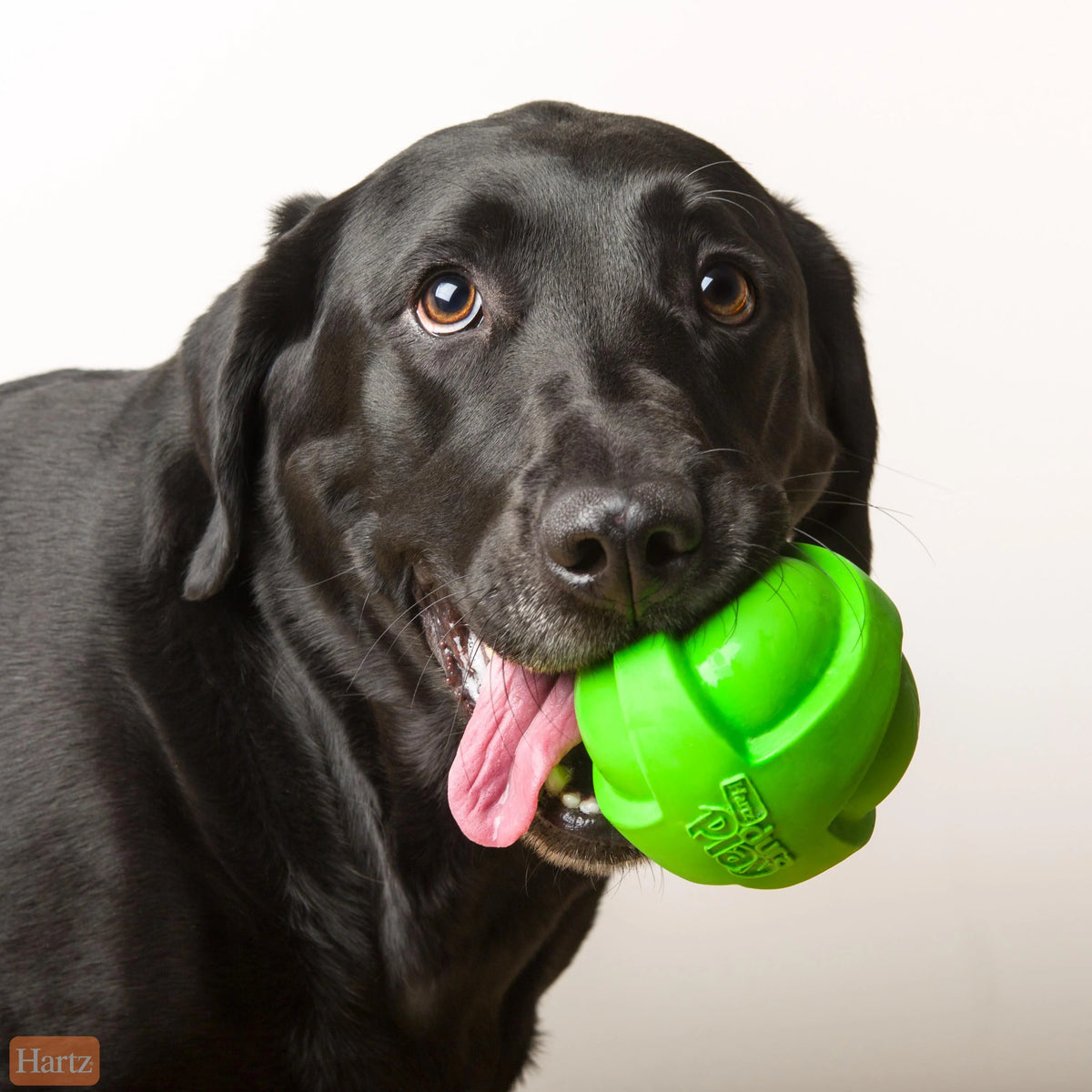 Large Dog Toy Ball M255